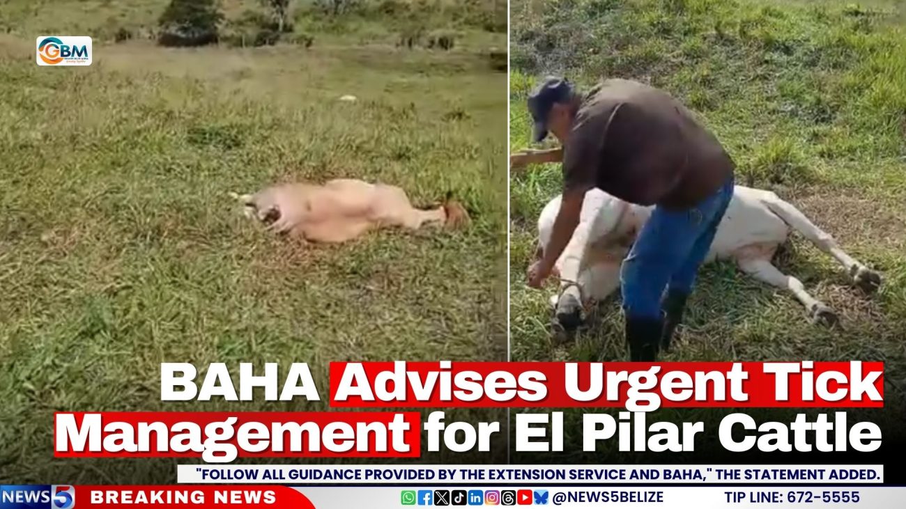 BAHA Advises Urgent Tick Management for El Pilar Cattle