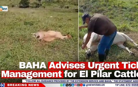 BAHA Advises Urgent Tick Management for El Pilar Cattle