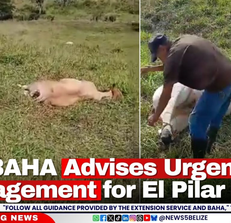 BAHA Advises Urgent Tick Management for El Pilar Cattle