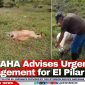BAHA Advises Urgent Tick Management for El Pilar Cattle