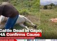 16 Cattle Dead in Cayo; BAHA Confirms Cause