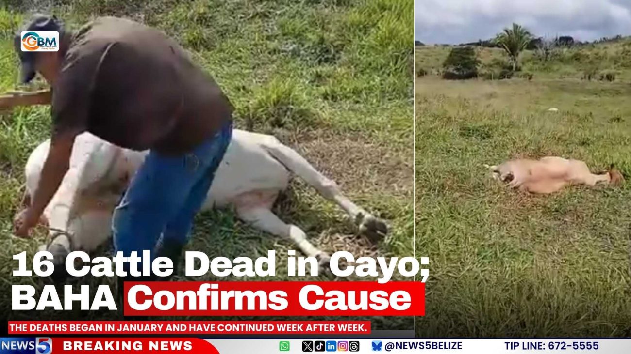 16 Cattle Dead in Cayo; BAHA Confirms Cause