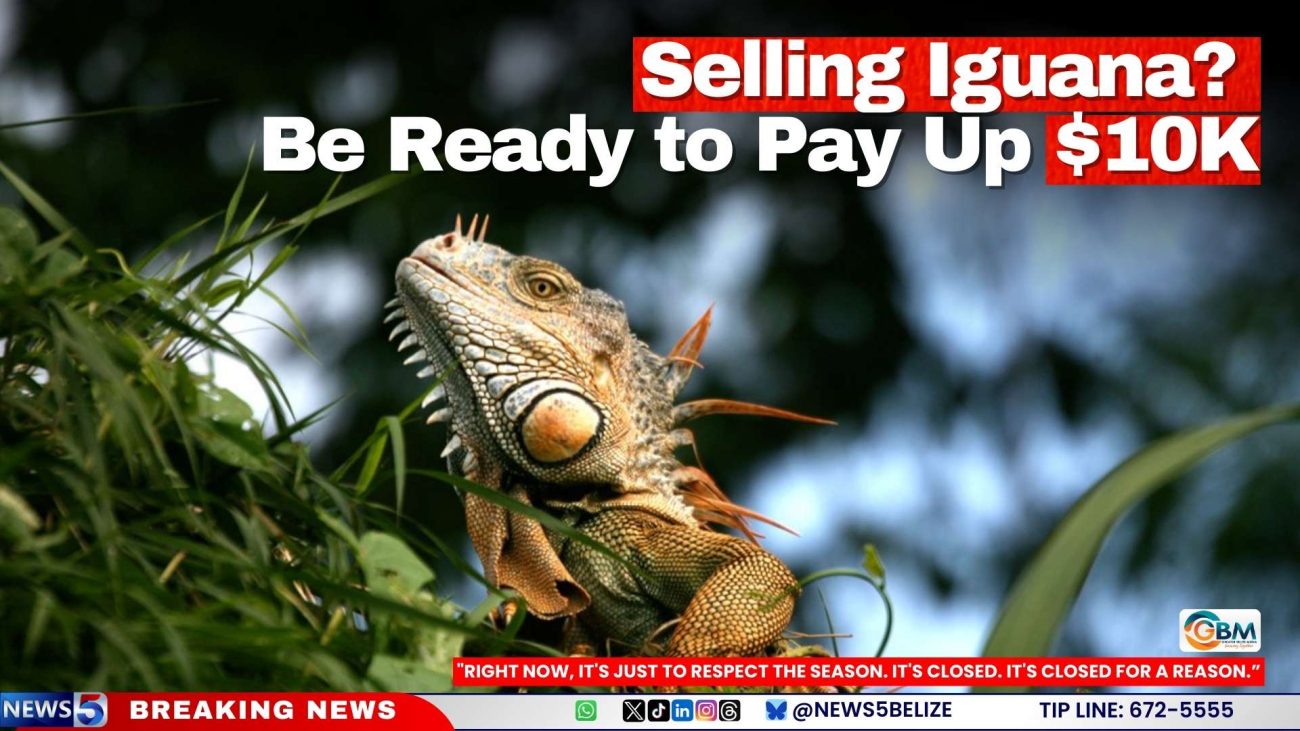 Selling Iguana? Be Ready to Pay Up $10K