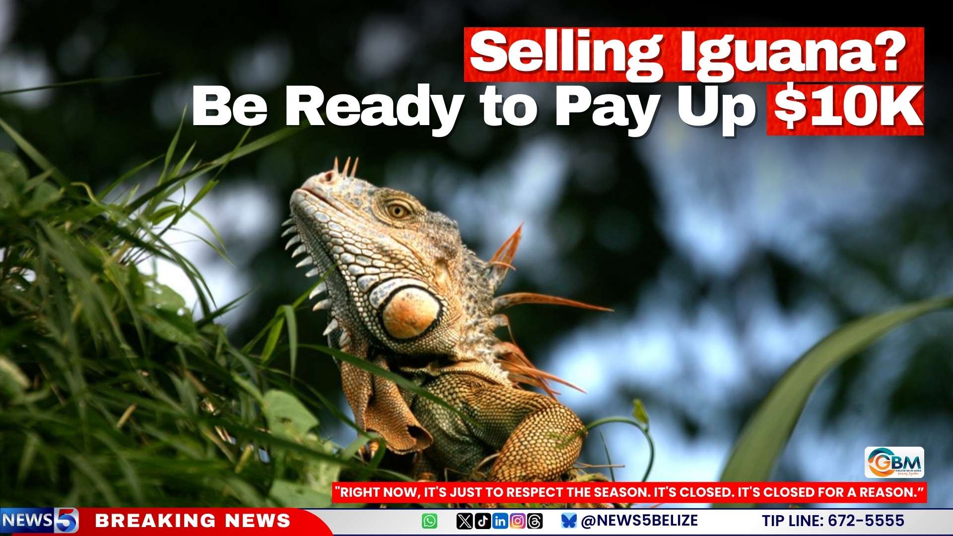 Selling Iguana? Be Ready to Pay Up $10K