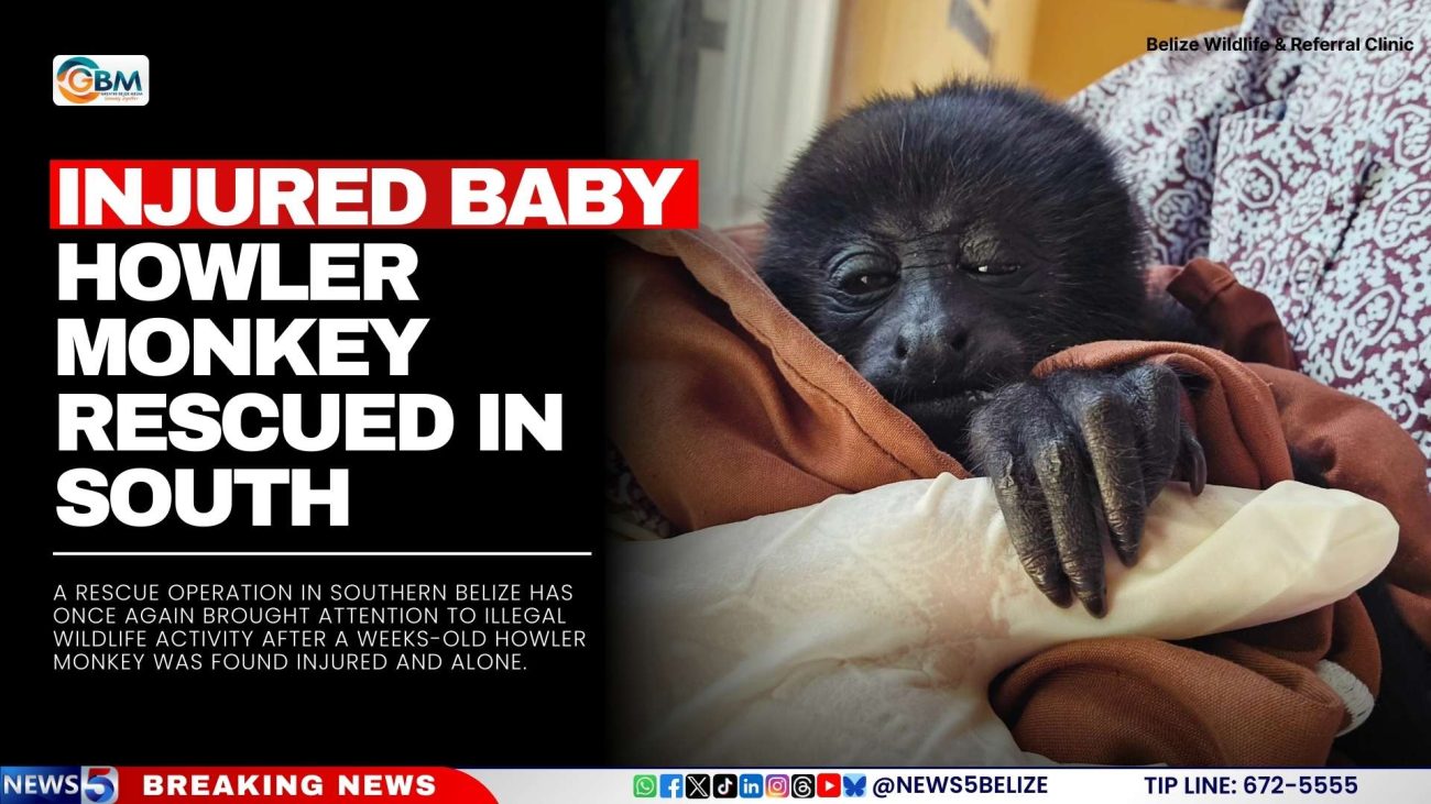 Injured Baby Howler Monkey Rescued in South