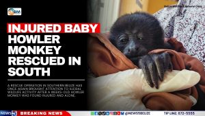 Injured Baby Howler Monkey Rescued in South