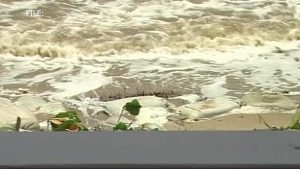 Shoreline Rescue Effort Begins in Monkey River   