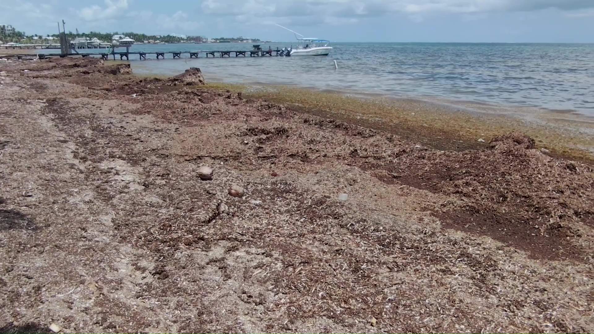 Sargassum Threat Looms as Placencia Lacks Cleanup Funds