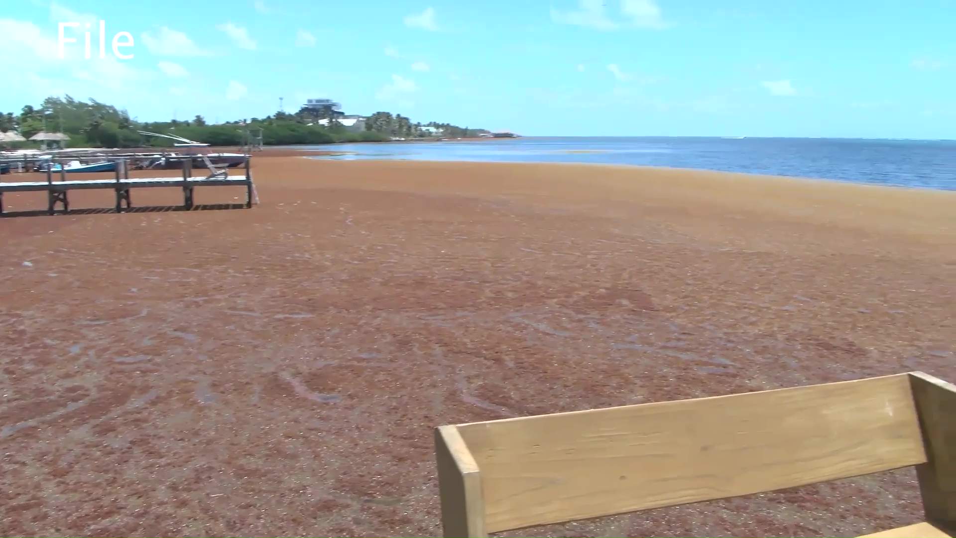 Sargassum Task Force on Alert as Placencia Braces for Weekend Arrival