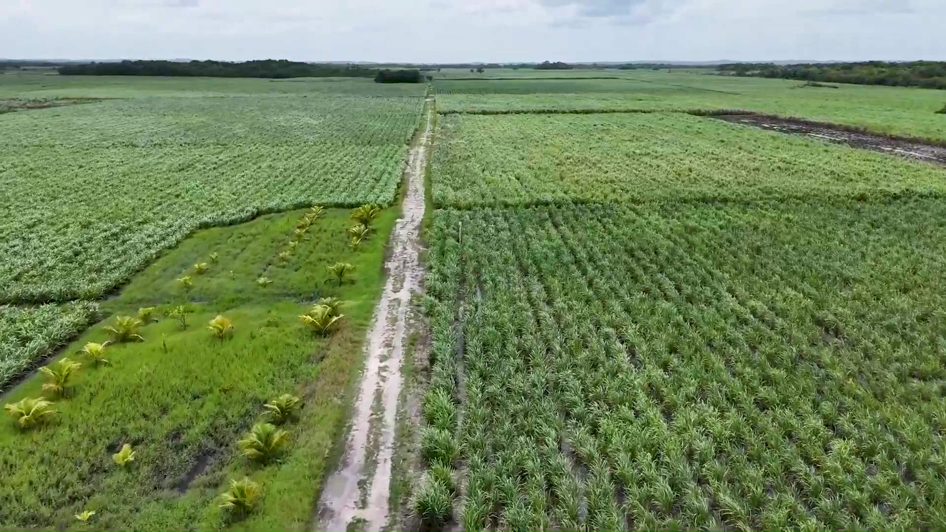 Climate Change Centre’s $50 Million Intervention in Sugar Industry