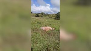 Misteriosas muertes afectan ganadería familiar