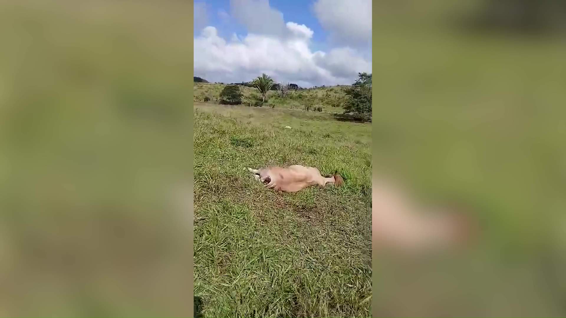 Cayo Ranchers Hit Hard by unexplained Cattle Deaths