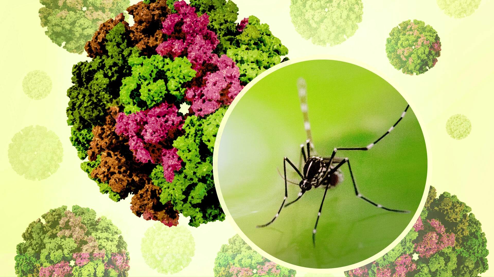 PAHO Warns of Rising Chikungunya Cases