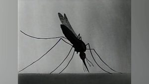 Two Imported Cases of Malaria Confirmed in Belize