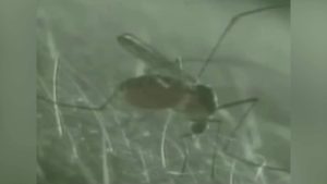 Two Belizeans Test Positive for Malaria Following Guatemala Trip