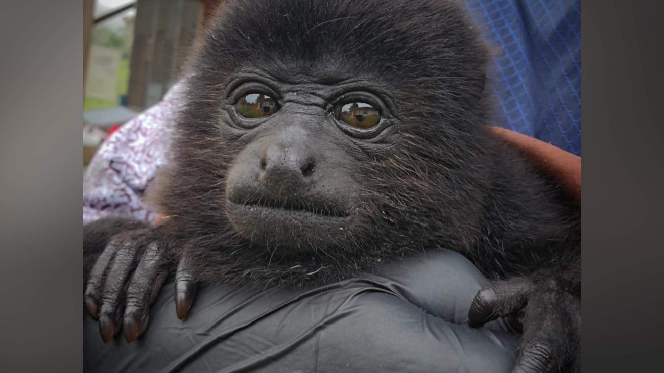 Injured Baby Howler Exposes Ongoing Wildlife Threat