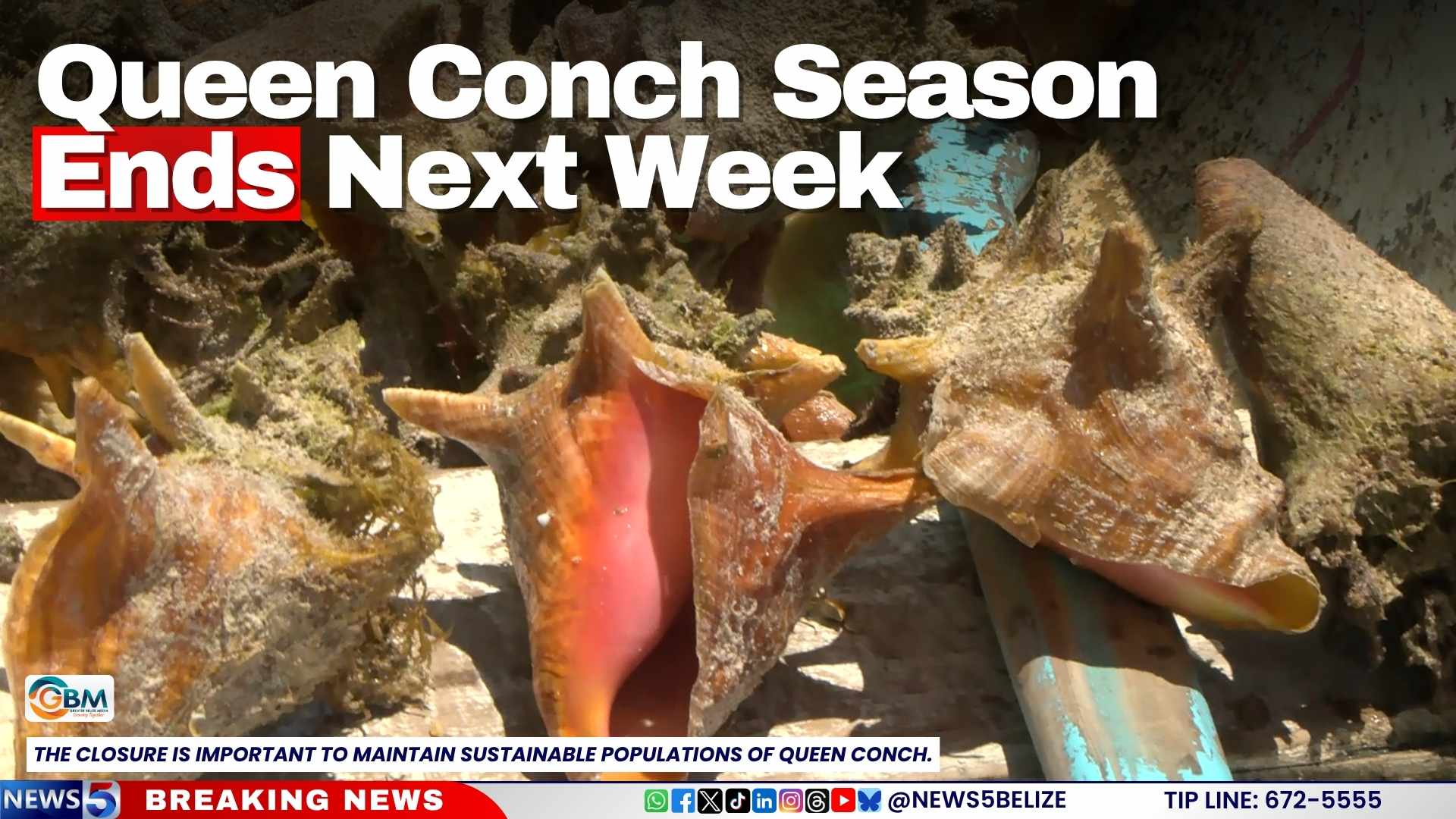 Queen Conch Season Ends Next Week