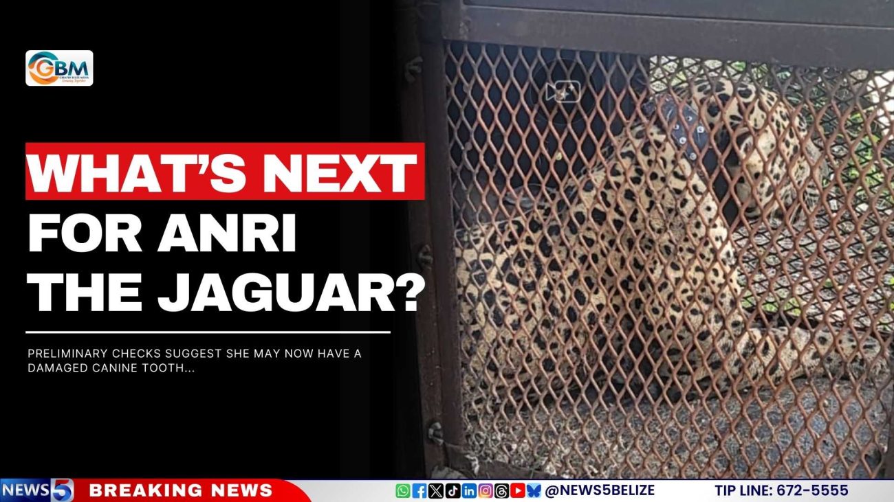 What’s Next for Anri the Jaguar?
