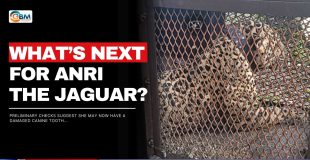 What’s Next for Anri the Jaguar?