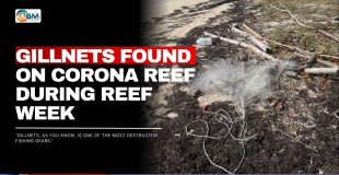 Gillnets Found on Corona Reef During Reef Week