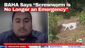 BAHA Says “Screwworm is No Longer an Emergency”
