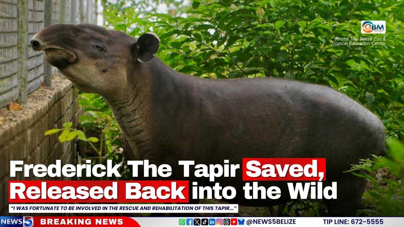 Frederick The Tapir Saved, Released Back into the Wild