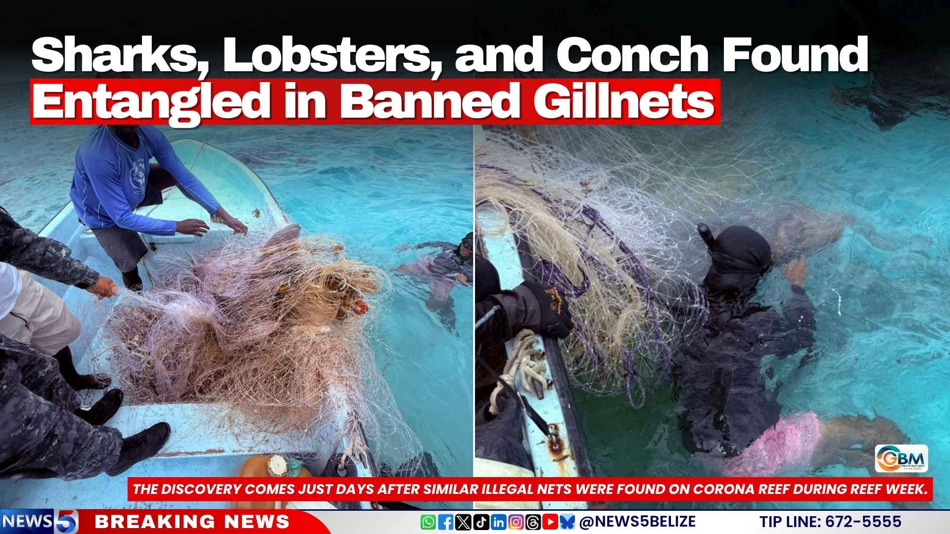 Sharks, Lobsters, and Conch Found Entangled in Banned Gillnets