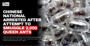 Chinese National Arrested After Attempt To Smuggle 2,000 queen ants