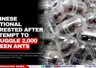 Chinese National Arrested After Attempt To Smuggle 2,000 queen ants