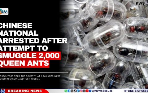 Chinese National Arrested After Attempt To Smuggle 2,000 queen ants