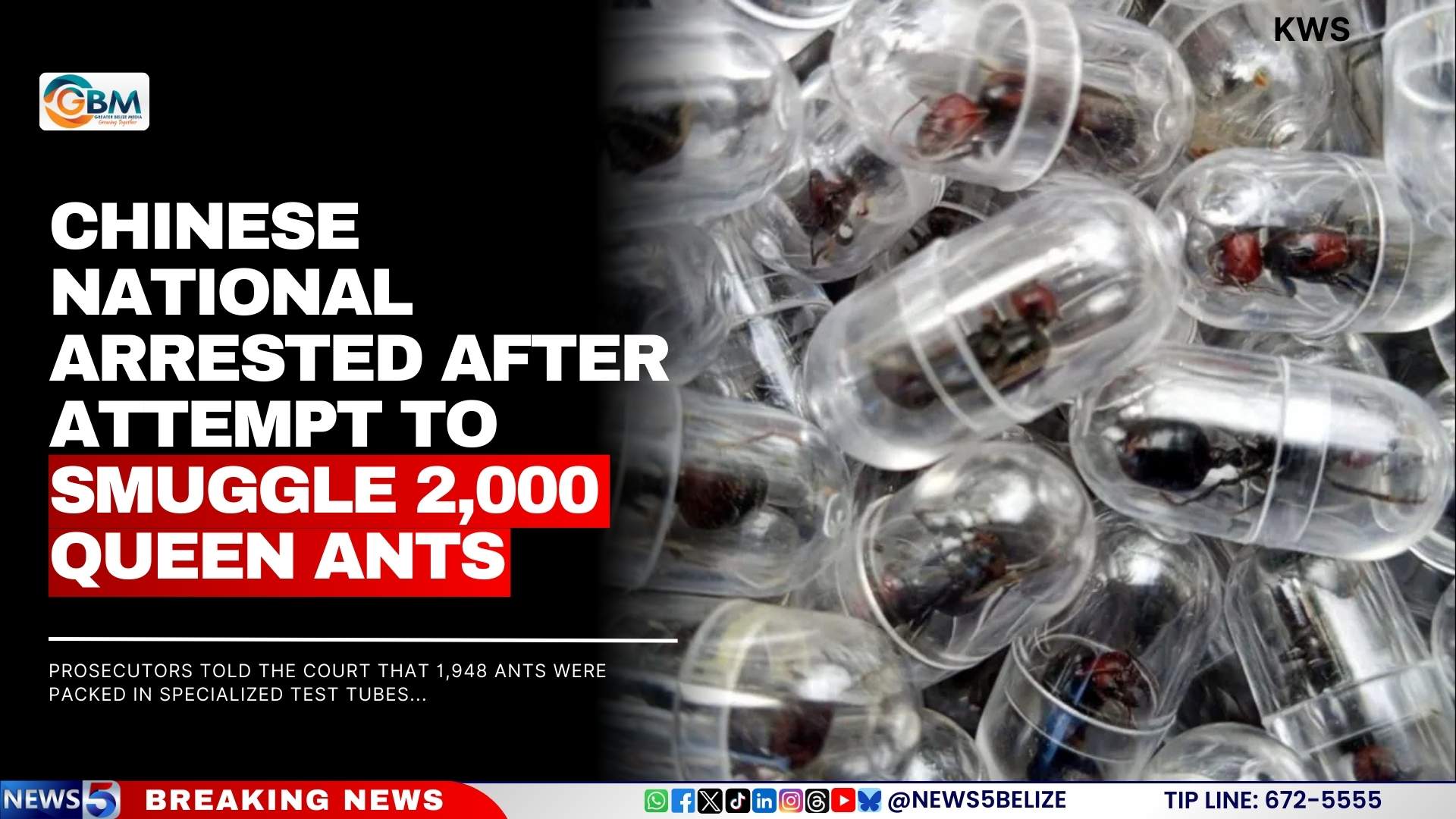 Chinese National Arrested After Attempt To Smuggle 2,000 queen ants