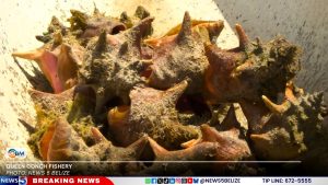 From Sea to Plate: The Story Behind Every Bite of Belize's Seafood