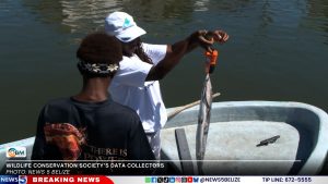 From Sea to Plate: The Story Behind Every Bite of Belize's Seafood