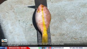 From Sea to Plate: The Story Behind Every Bite of Belize's Seafood