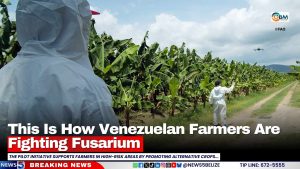 This Is How Venezuelan Farmers Are Fighting Fusarium
