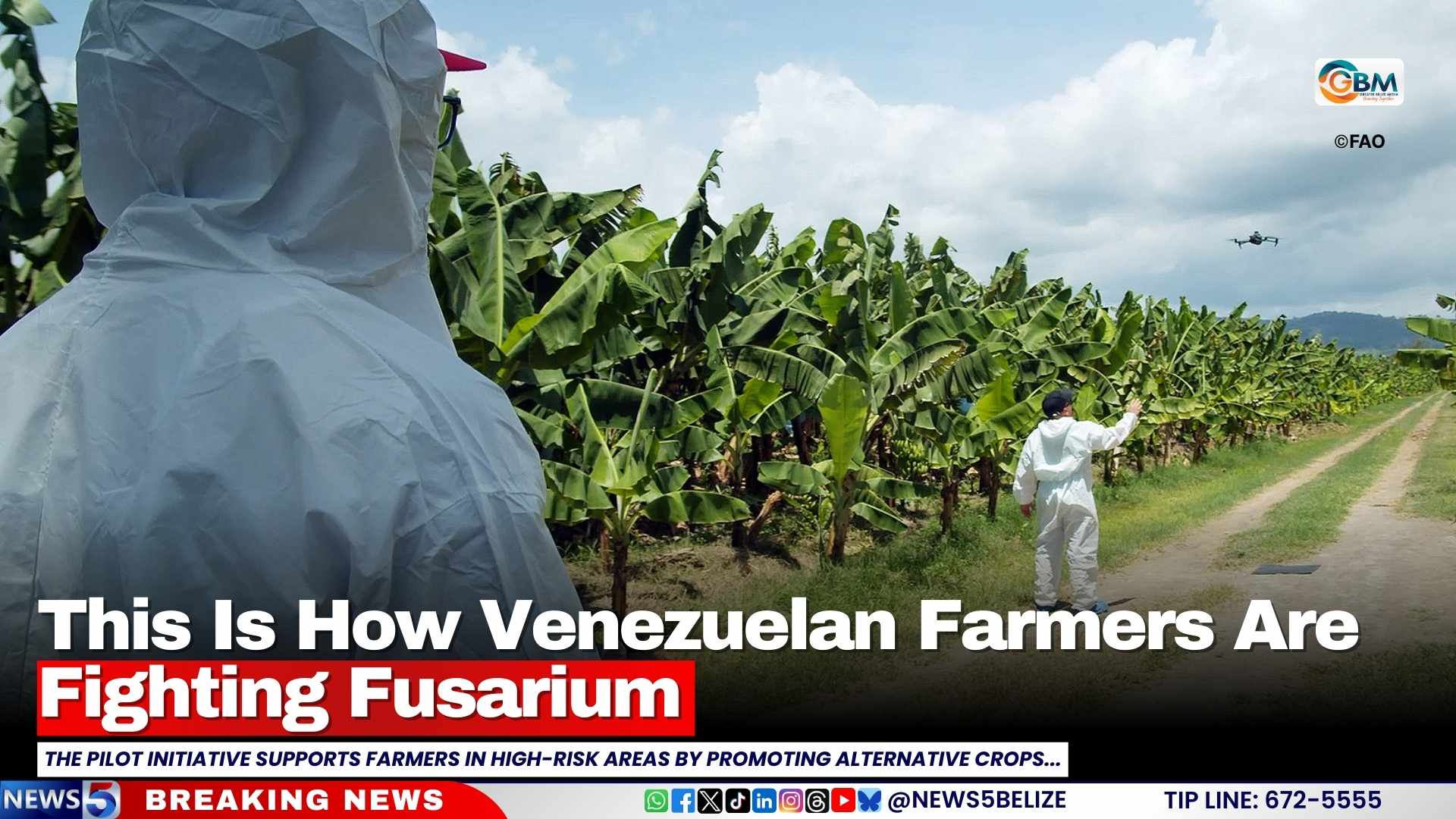 This Is How Venezuelan Farmers Are Fighting Fusarium