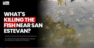 What's Killing the Fish Near San Estevan?
