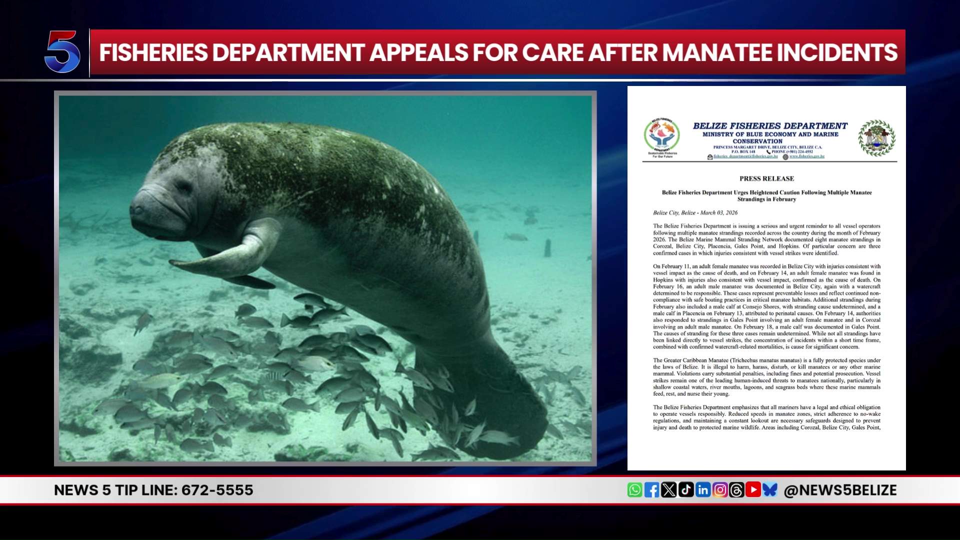 Manatee Deaths Spike; Boaters Urged to Slow Down