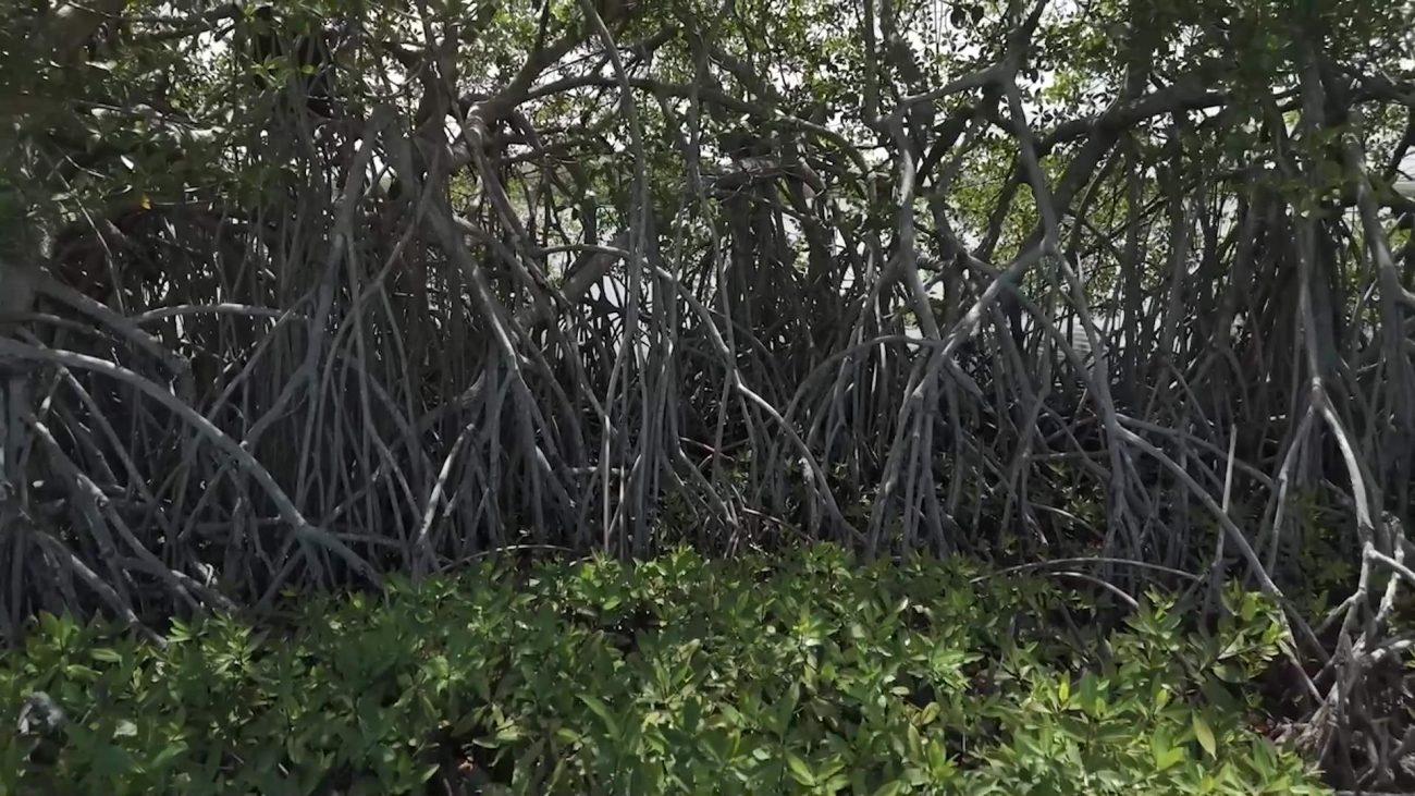 Mangrove Guardians to Purchase Vulnerable Land in San Pedro