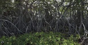 Mangrove Guardians to Purchase Vulnerable Land in San Pedro
