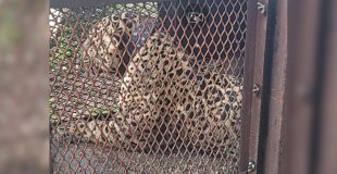 No hay un plan claro para los jaguares de conflicto de Belize