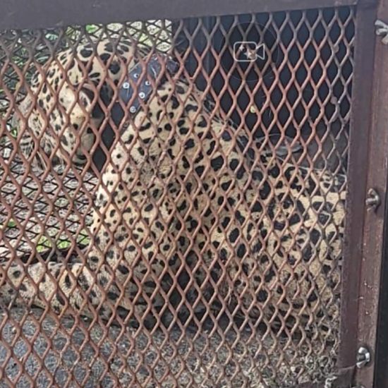 No hay un plan claro para los jaguares de conflicto de Belize