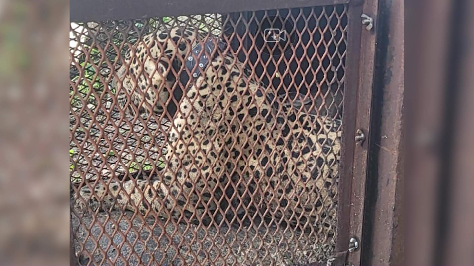 No hay un plan claro para los jaguares de conflicto de Belize