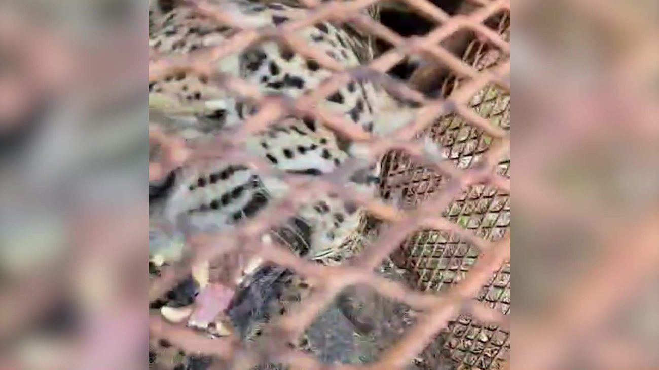 Lemonal on Edge Again as Anri’s Return Alarms Village