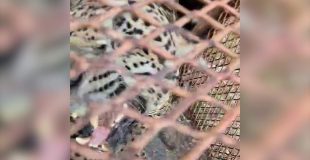 Lemonal on Edge Again as Anri’s Return Alarms Village