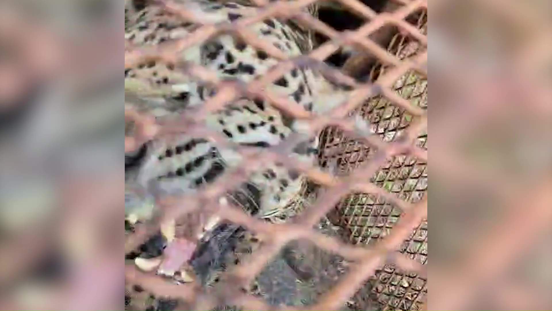 Lemonal on Edge Again as Anri’s Return Alarms Village