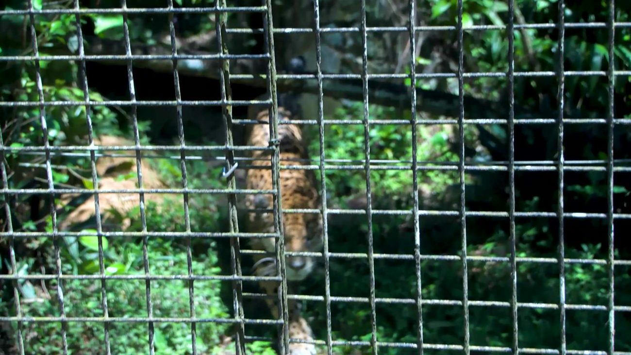 No Clear Plan for Belize’s Conflict Jaguars