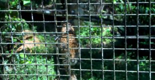 No Clear Plan for Belize’s Conflict Jaguars