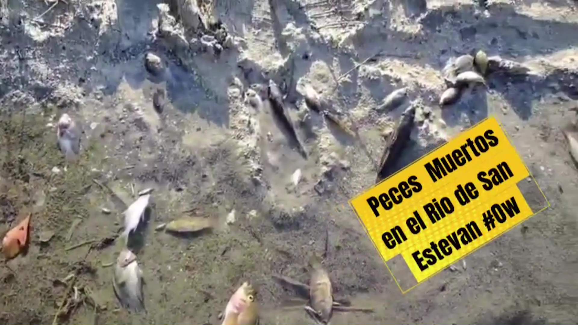 Fish Kill Near San Estevan Renews Fears Over New River’s Health