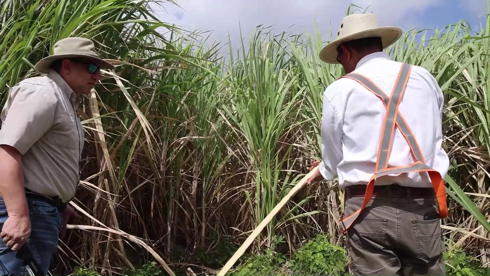 Farmers Warn: Walking Away Could Cost Millions